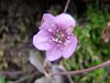 371 Anemone Epatica rosa