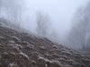 329 nebbia ghiacciata