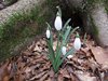 308 bucaneve senza neve