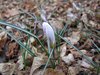 373 crocus