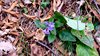 054gg PULMONARIA
