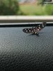 092gg FARFALLINA IN AUTO