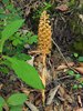 069 orobanche comune