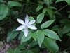 052 anemone trifogliato