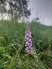 031 mb ORCHIDEA