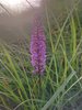 032mb ORCHIDEA
