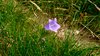 003gg CAMPANULA