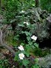075 roselline