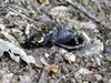 071 Salamandra Pezzata