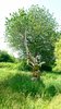 026gg ALBERO SCULTURA