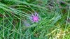 006gg CENTAUREA