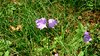 003gg CAMPANULA
