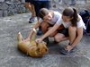 037 cuccioli in azione