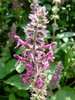 059 Stregona dei boschi