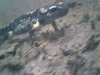 250614_172752 salamandra