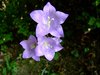 064 campanula persicifolia
