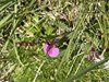 062gg PEDICULARIS