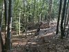075gg BOSCO