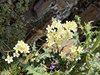 022gg SAXIFRAGA