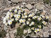 040gg LEUCANTHEMOPSIS ALPINA