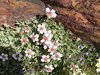 021gg POTENTILLA