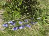 068gg CAMPANULA BARBATA