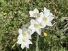 012gg ANEMONE NARCISSIFLORA