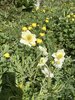 009gg ANEMONE ALPINO SULFUREO E BOTTON D'ORO