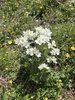 008gg ANEMONE NARCISSIFLORA