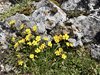 026gg POTENTILLA