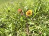 019gg GEUM