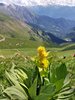 025mb GENZIANA MAGGIORE