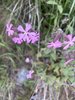 022gg SILENE