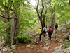 036 magico bosco di faggi