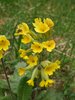 028 Primula Veris