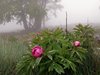 050 peonie