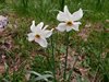 029 Narciso dei poeti
