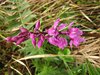078 orchidea