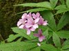 023 Cardamine