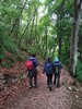 079 cammino nel bosco