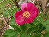 017 Peonia