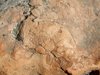 012 Ammonite triassica