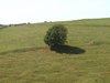 030 albero isolato