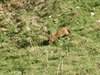 019 marmotta