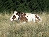 008 fauna locale