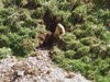 018 marmotta