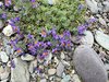 026gg LINARIA ALPINA