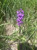 008gg ORCHIDEA