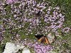 037gg AGLAIS