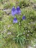040gg CAMPANULACEA